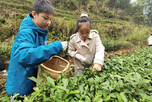 不負(fù)春光，踏青采茶——記贛州教學(xué)點(diǎn)總裁23班走進(jìn)上猶五指峰上洞茶園433.jpg