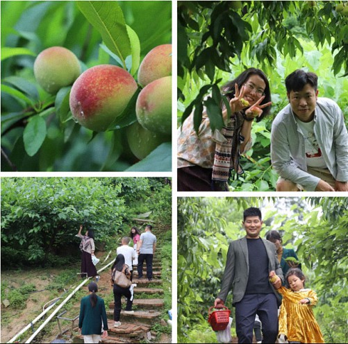 新商界贛州27班師生仙峰谷生態(tài)園桑椹和黃桃親子采摘活動211.jpg 新商界贛州27班師生仙峰谷生態(tài)園桑椹和黃桃親子采摘活動211.jpg